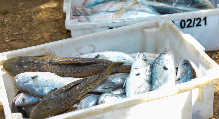 Pescado foi doado para as organizações Semente do Verbo e Asmosul