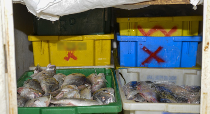GMP apreende mais de 200 quilos de pescado irregular