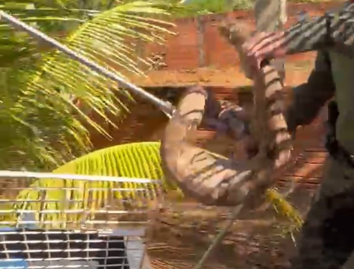 Jiboia é capturada pela Guarda Metropolitana Ambiental após atacar galinheiro em Taquaruçu Grande