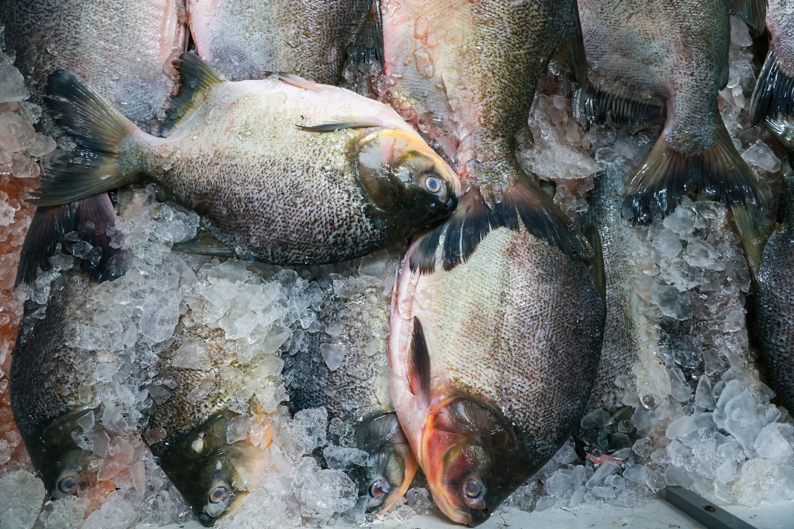 Prefeitura de Palmas divulga pesquisa de preços de pescados para Semana Santa