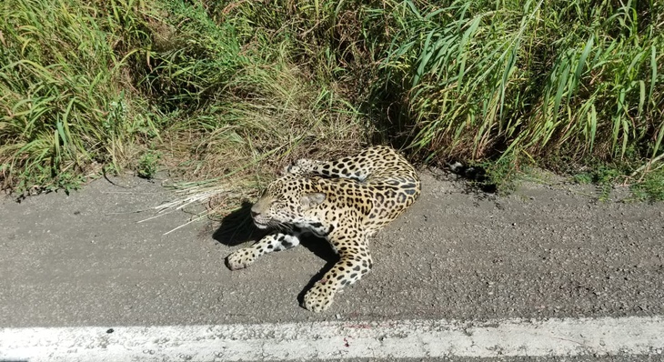 Animal foi morto por atropelamento na rodovia TO-010