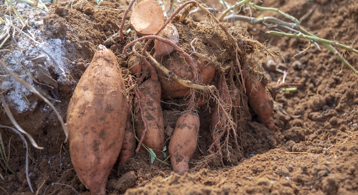 Batata cenoura foi um experimento trazido de Pernambuco e produz cerca de 6kg por cova        