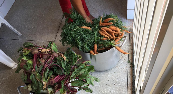 Cenoura e beterraba produzidas pela Seder reforçam a alimentação servida diariamente para os estudantes