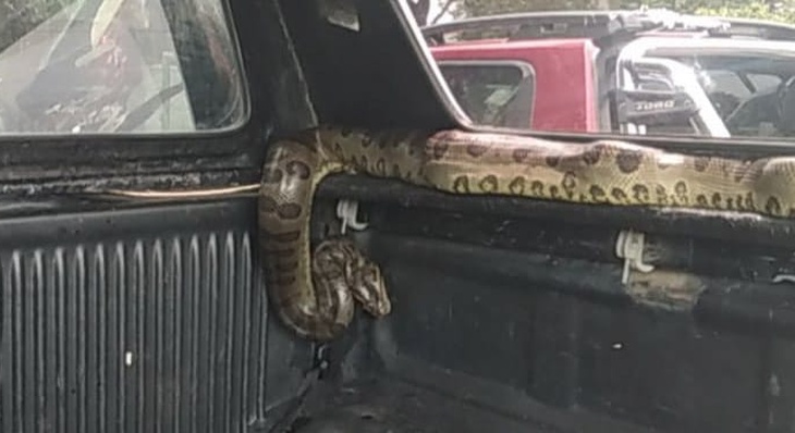 Após ser avaliada, a cobra foi devolvida ao seu ambiente natural, no Parque Estadual do Lajeado