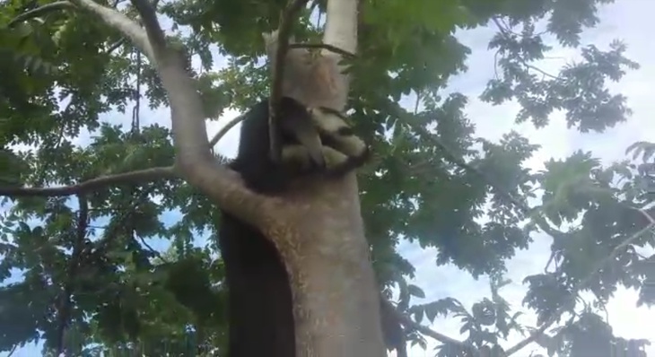 Animal subiu em uma árvore após ser coagido por cães