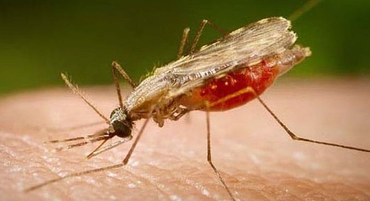 A malária é uma doença parasitária infecciosa transmitida pela picada da fêmea de mosquito do gênero Anopheles
