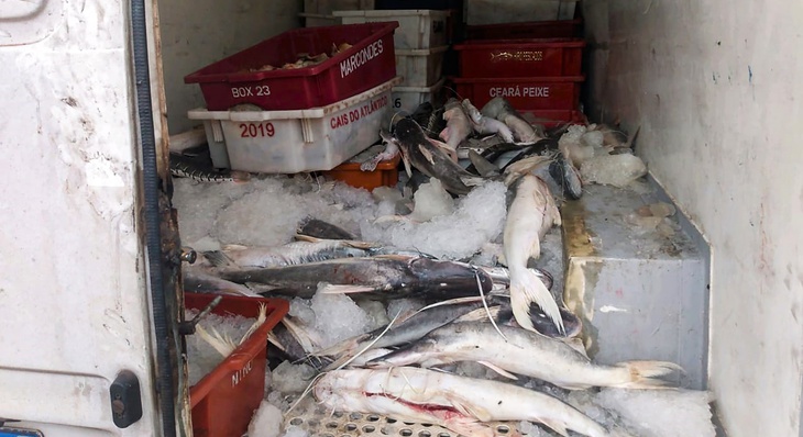 Outros peixes, provenientes do estado do Pará, também foram encontrados no interior do veículo
