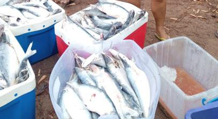 Pescado é doado para instituições beneficentes