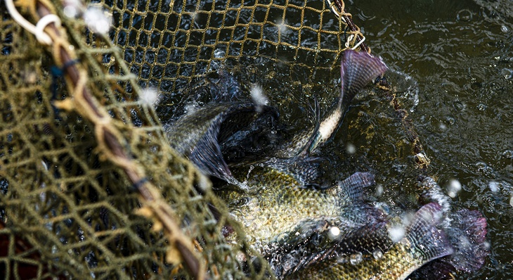 População pode consumir os peixes produzidos em Palmas com tranquilidade