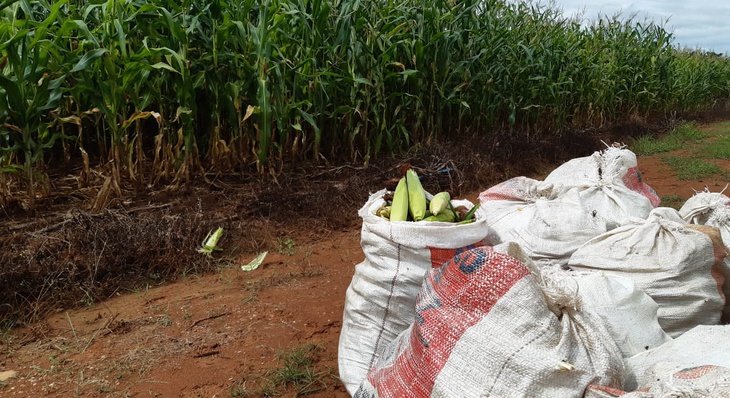 Todo o milho já está apto para consumo, os representantes da empresa acharam por bem realizar a doação e evitar o desperdício do alimento