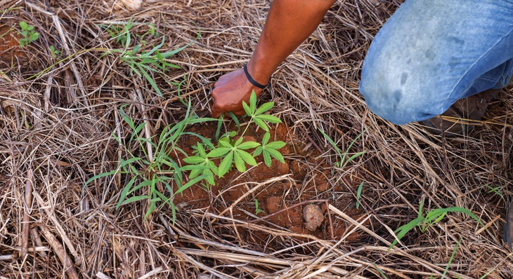 Campo de mandioca foi utilizado resíduo de palha do milho que havia sido plantado anteriormente no local