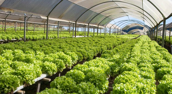 Produção hidropônica de hortaliças na região do Vão do Mutum