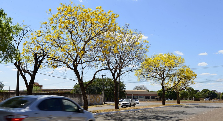 Ipês amarelos colorem e embelezam avenidas de Palmas - Prefeitura Municipal  de Palmas - TO