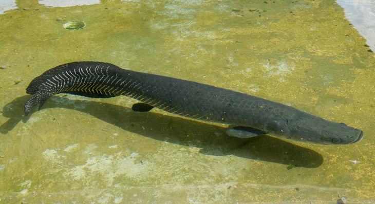 Pirarucu é uma das apostas da piscicultura