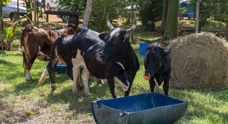 Mini vacas são a grande aposta para quem tem pequeno espaço de produção