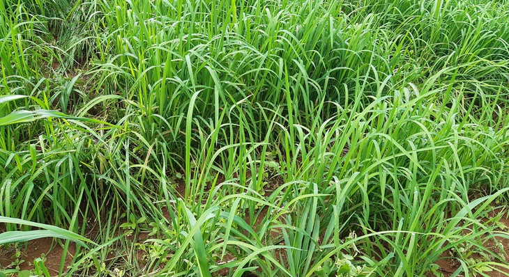Uma das novidades é o cultivo de arroz variedade BRS 501 Cultivar, desenvolvido pela Embrapa