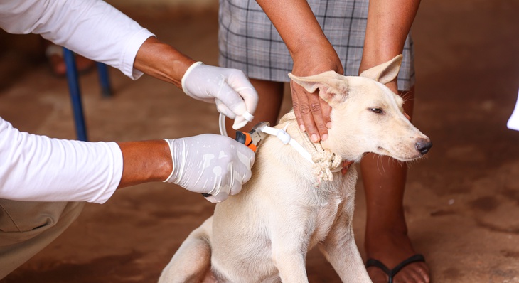 Cão Píndio recebeu sua coleira antimosquito nesta segunda-feira, 4