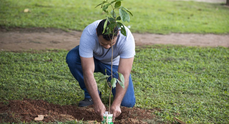 Espécies autorizadas para doação são de árvores frutíferas, típicas do Cerrado