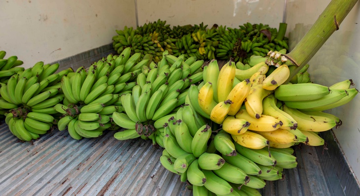 Espécies cultivadas na Fazendinha do Calor Humano são prata e "nanicão" ( mistrua entre as bananas prata e nanica)