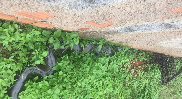 A cobra da espécie sucuri tem aproximadamente três metros de comprimento