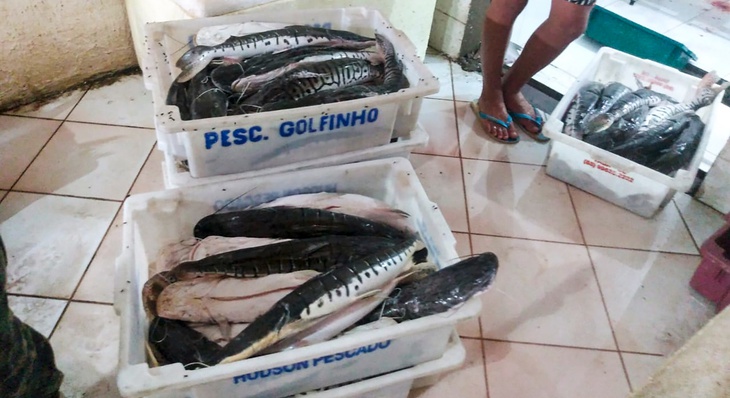 Foram encontradas 40 caixas com pescado