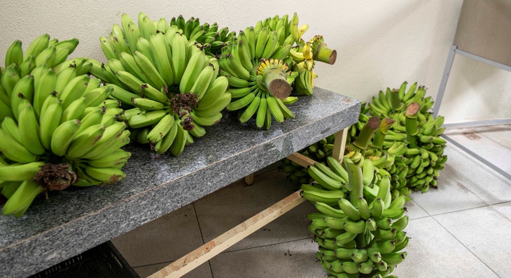 Apenas nesta safra já foram entregues uma tonelada de bananas para unidades de ensino de Palmas