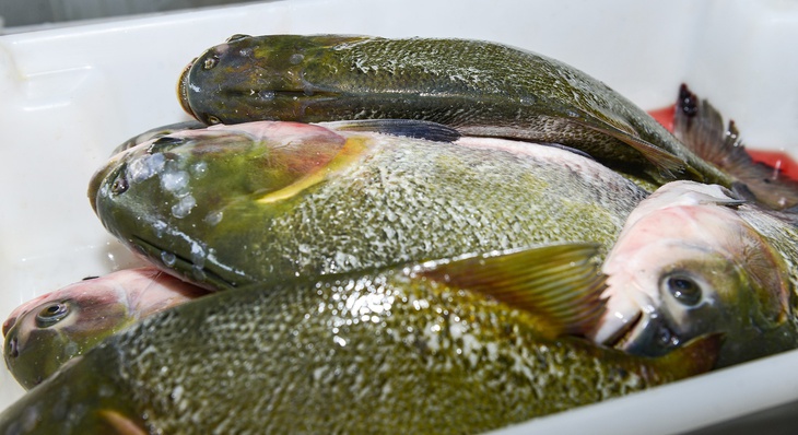 Foram pesquisados 12 espécies de peixes de água doce, salgada e frutos do mar