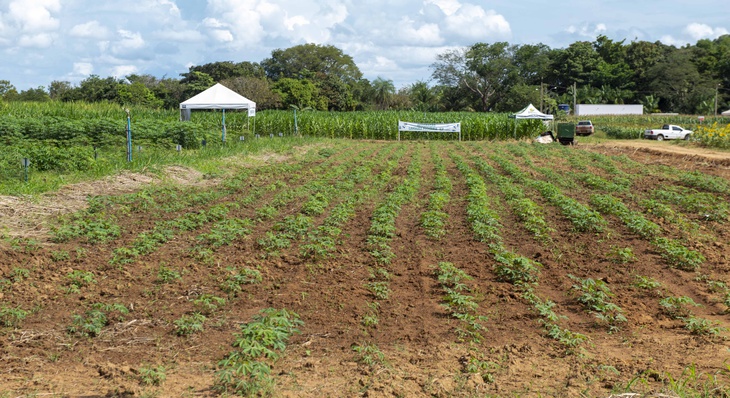Cultivo de mandioca na Fazendinha do Calor Humano para Agrotins 2023