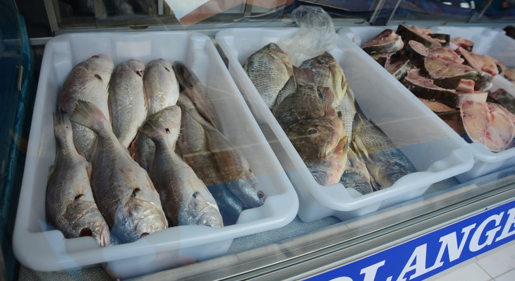 Este ano os 28 peixeiros esperam comercializar aproximadamente 300 toneladas de peixes