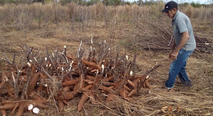 Ezequiel Noronha mostra primeiras raízes colhidas em unidade desenvolvida na sua propriedade rural