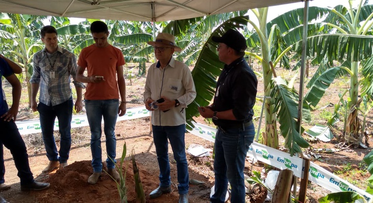    No curso sobre o plantio consorciado de açaí e banana os produtores aprenderam sobre a importância do consórcio para a eficiência produtiva da cultura do açaí na agricultura familiar