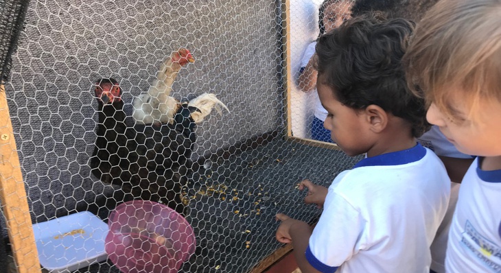 Crianças visitaram as galinhas na pequena granja instalada