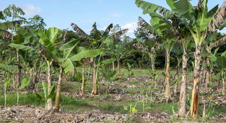 Folhas podadas das bananeiras, servem de cobertura ao solo, que recebe mais nutriente e consegue conservar por mais tempo a umidade do solo
