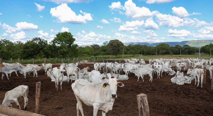Rebanho com cerca de 400 cabeças de gado sofrem com a falta de alimentação