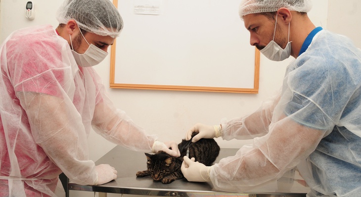 O serviço de castração em cães e gatos é um dos procedimentos previstos na parceria