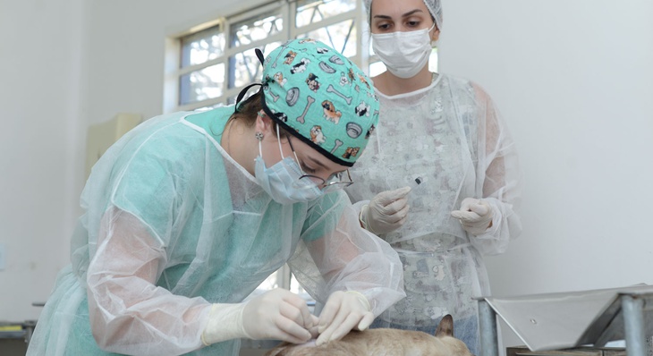 Médicos veterinários realizam a castração de animais na UVCZ