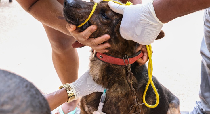 Foram ofertados testes rápidos de leishmaniose visceral para os cães dos moradores do Jardim Taquari