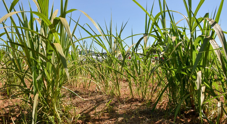 O cultivo da BRS Capiaçu pode ser feito tanto com o plantio da cana (caule) de forma horizontal como vertical