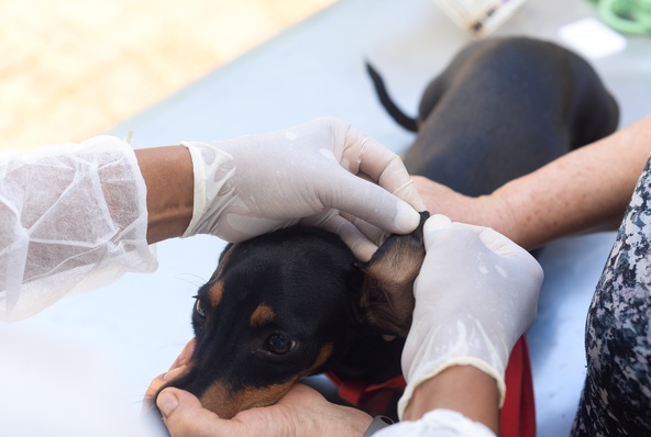 Testagem rápida é feita com uma gotinha do animal e caso dê positivo, é feita coleta de sangue para fazer exame sorológico