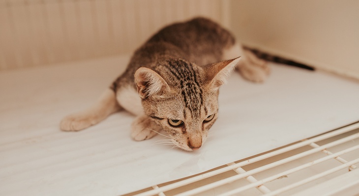 Gato doméstico se recupera da cirurgia de castração, a recuperação varia de acordo com as orientações do Médico Veterinário