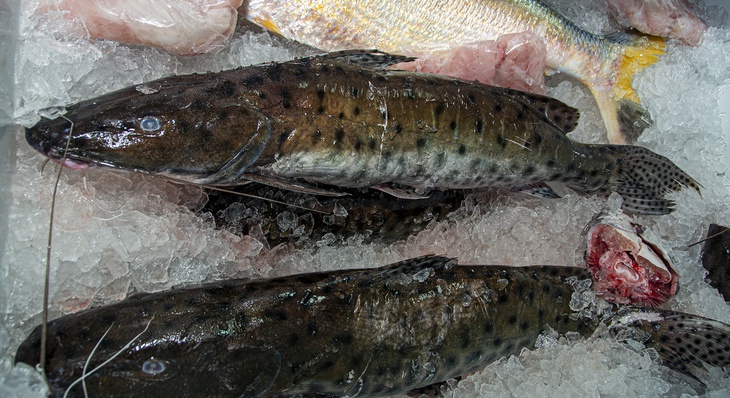 Peixes mais procurados são caranha, pintado, tucunaré pirosca e o filé da tilápia