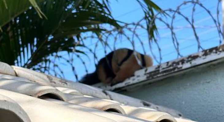 Tamanduá-mirim adulto tira soneca dentro de cerca elétrica de residência na Arso 33