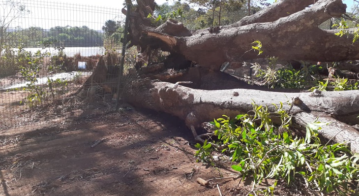 Árvore no Viveiro Municipal precisou ser retirada pela Seisp depois de ventos provocarem sua queda 