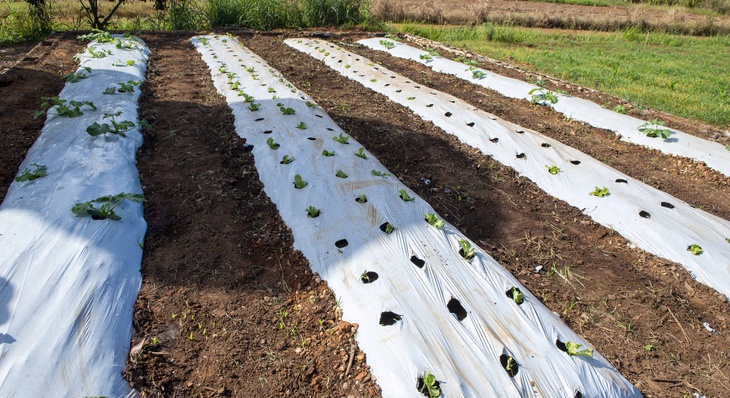 Canteiros de hortaliças já começam a ser plantados e servirá como demonstrativo das hortas comunitárias e comerciais atendidas pela Seder