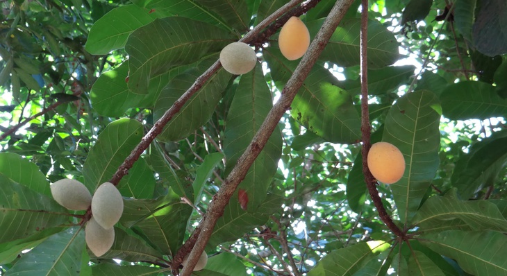 As sementes de Guapeva serão coletadas de uma árvore adulta, localizada na Praça dos Girassóis