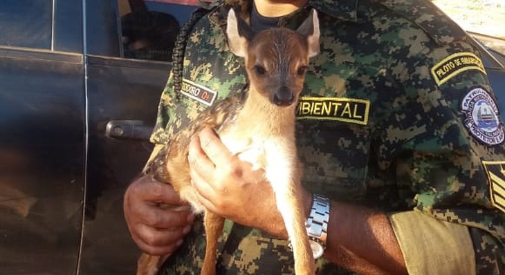 Guarda Metropolitana Ambiental recolhe filhote de veado-catingueiro