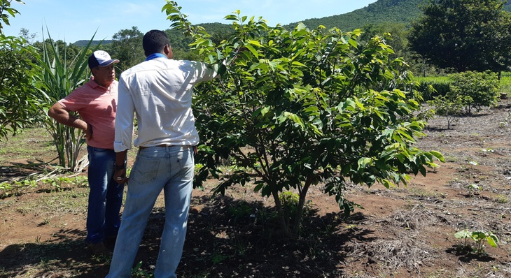 Sebastião Machado recebeu orientações para combater as moscas-das-frutas que têm atacado sua plantação de fruta-do-conde