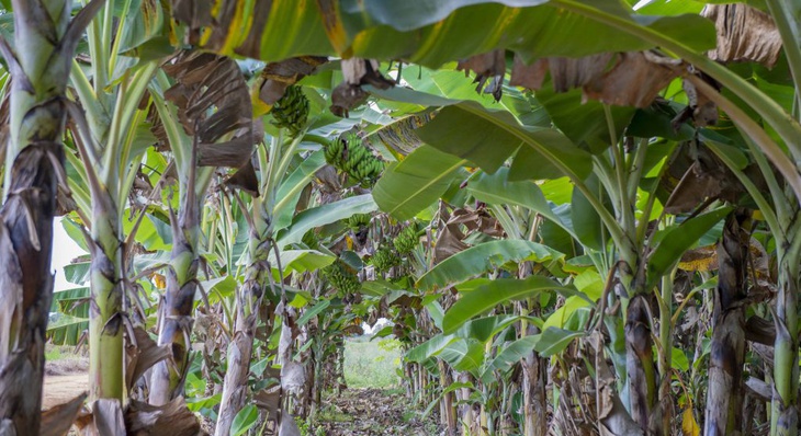 Plantio de bananas na Fazendinha do Calor Humano