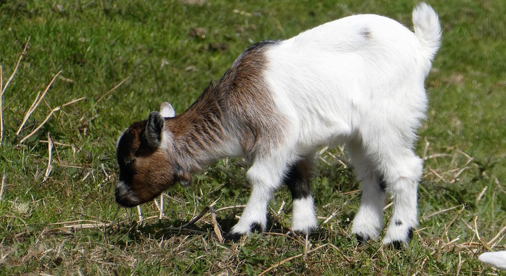 Exposição de mini cabras criadas na zona rural de Palmas é mais uma das novidades da Fazendinha do Calor Humano em 2022