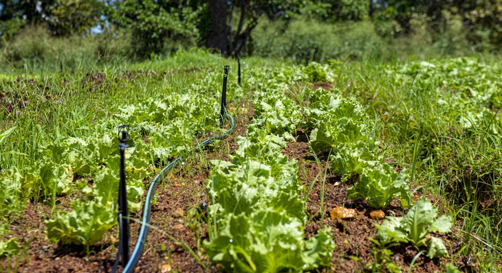 Assistência da Seder é fundamental para manter hortas em funcionamento e garantir produção de alimentos de qualidade para população
